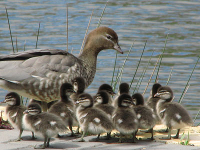 Mother duck and 15 ducklings. "Mother Duck" Photo by Debra Scidone